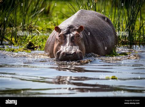 Hipopótamo Hippopotamus Amphibius En El Río Nilo El Parque Nacional