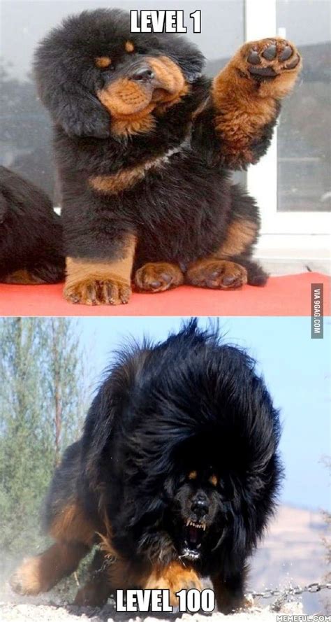 Majestic Tibetan Mastiff Funny Animal Pictures Funny Animals Cute