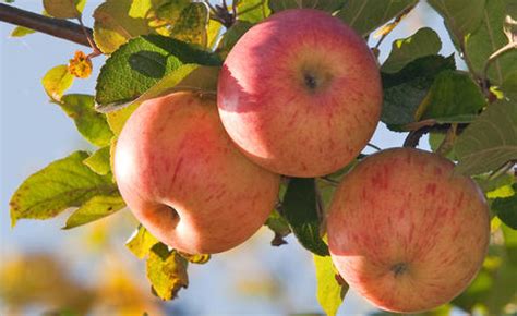 Illustration über ein schöner apfelbaum in der vollen blüte und schlag im falljahreszeitwind. Apfelbaum: Häufige Krankheiten und Schädlinge - Mein ...