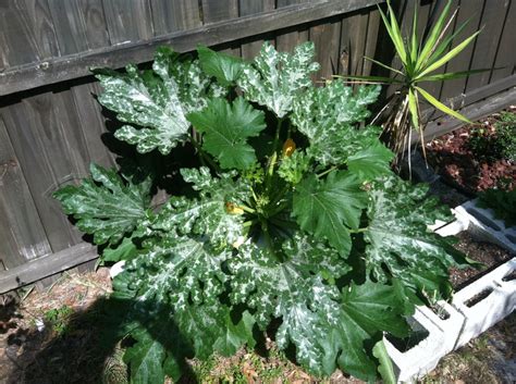 Check spelling or type a new query. Zucchini plant in Earthbox | Plants, Zucchini plants, Earthbox