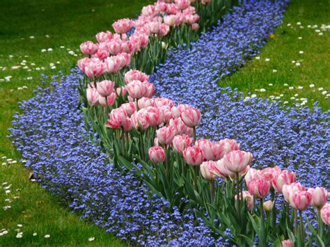 Fotos Gratis Flor Tulipán Parque Botánica Jardín Rosado