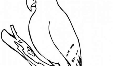 Get This Parrot Coloring Pages Free Printable 75185