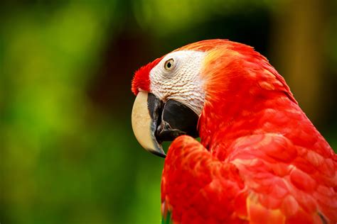 780819 4k Parrots Birds Ara Genus Red Rare Gallery Hd Wallpapers