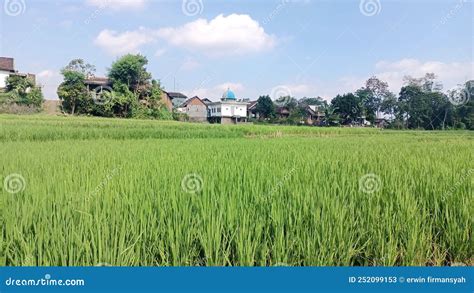 The Morning Rice Fields Are Very Beautiful With Beautiful Sunlight