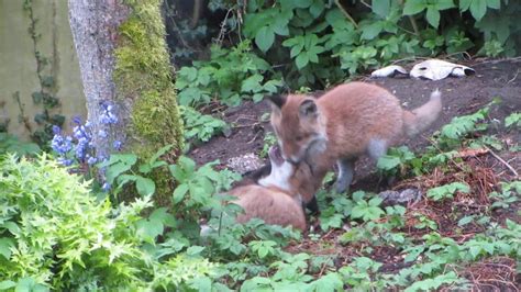 Fox Kits Playing Outside Their Den In Our Garden May 2020 Youtube