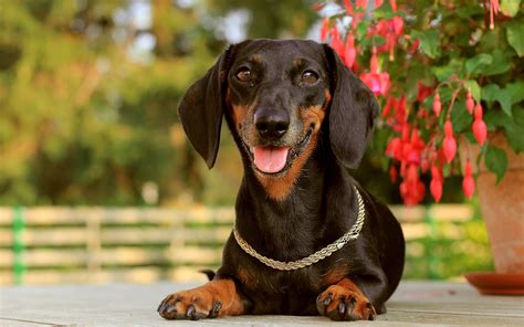 Dachshund Full Hd Wallpaper And Background Image 1920x1200 Id337728