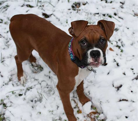 The Miniature Boxer The Pros And Cons Of This Cute But Controversial