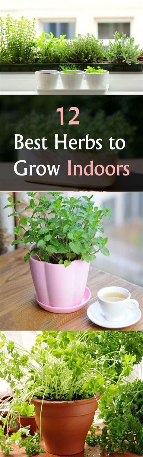 12 Best Herbs To Grow Indoors Easiest Indoor Herbs Growing Herbs