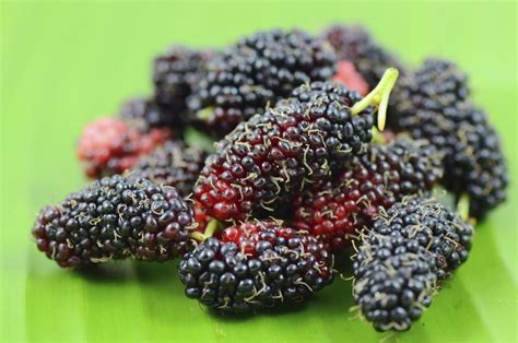 The leaves of white mulberry (morus alba) are also the primary food source for the silkworm (bombyx mori), which is used to produce silk. Mulberry Tree Facts That are Absolutely Compelling to Read ...