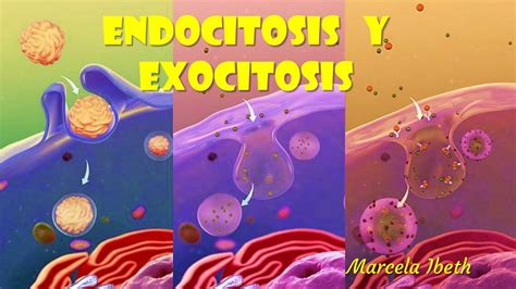 Endocitosis Y Exocitosis Marcela Ibeth Udocz