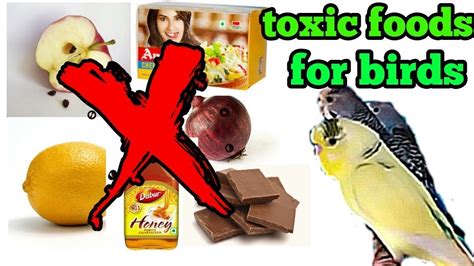 Foods Toxic To Pet Birdsdrhirasaeed Youtube