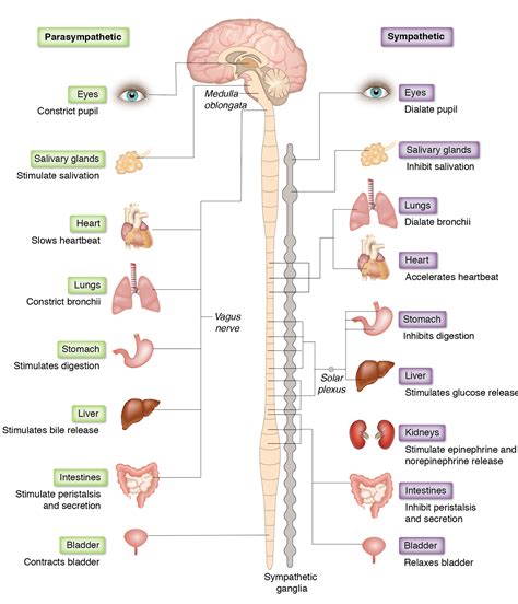 Sympathetic Parasympathetic Innervation Schema Behance