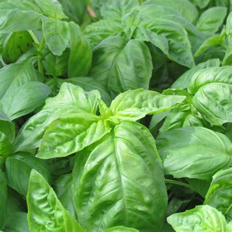 Italian Large Leaf Basil Herb Plants For Sale Free Shipping