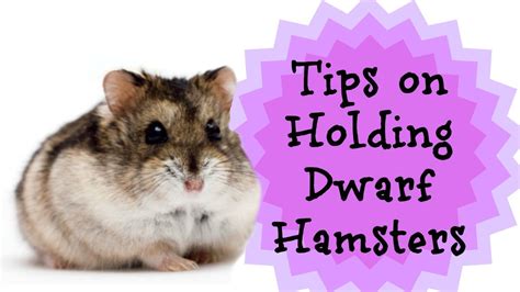 Tips On Holding Dwarf Hamsters Pet Site How To Care