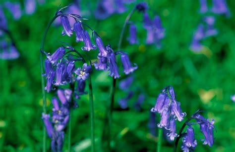 Scottish Flowers To Look For In Spring Wilderness Scotland