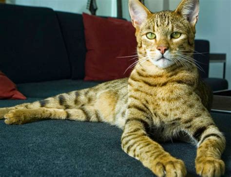 the other friends top 5 most expensive cat breeds in the world rare cats ashera cat