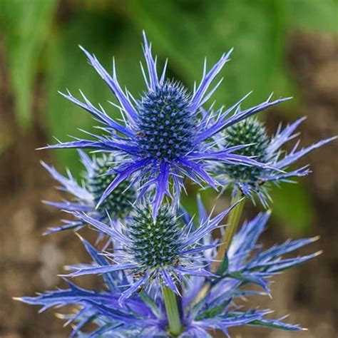50 Blue Glitter Thistle Eryngium Flower Seeds Etsy