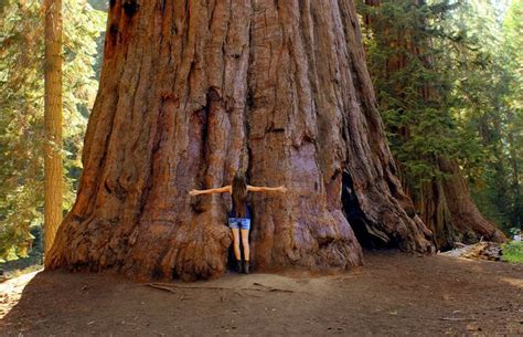 Best Of The Redwoods 10 Tip Top Things To See Around Californias Big Trees Frommers In 2020