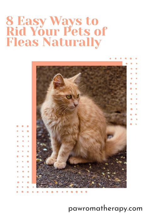 8 Easy Ways To Rid Your Pets Of Fleas Naturally Pawromatherapy Cat