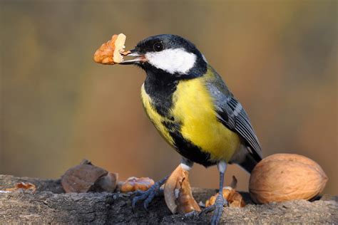 Love Birds Attract Them To Your Garden With These 5 Foods
