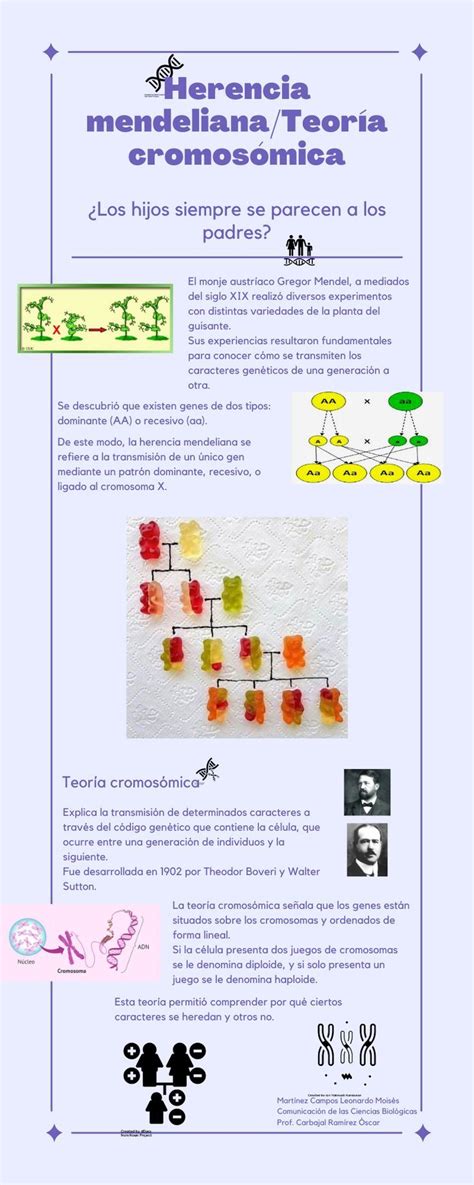 Infograma Herencia Mendelianateoría Cromosómica Apuntes De Clase