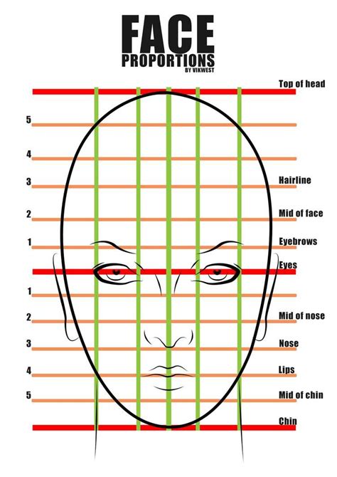 proportions of the face worksheet