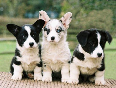 There are 0 available cardigan welsh corgis for adoption in michigan. Puppies & Doggy Dogs | Cardigan welsh corgi puppies, Cute ...