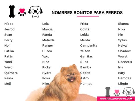 Nombres Para Perros De Raza PequeÃ±a Unpiro