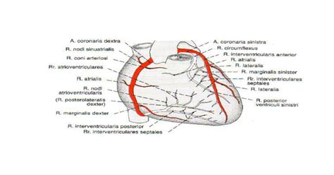 Vaskularisasi Jantung