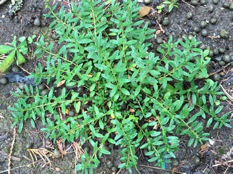 Chicken manure is often sold in dried pellets by many garden centres. Natural Fertilizer - From Rabbits - Beyond The Chicken Coop