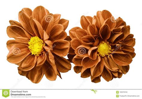 Orange Flowers Dahlias On White Isolated Background With Clipping Path