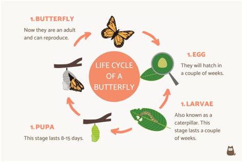 How Long Is The Life Cycle Of A Butterfly Life Cycle Of A Butterfly