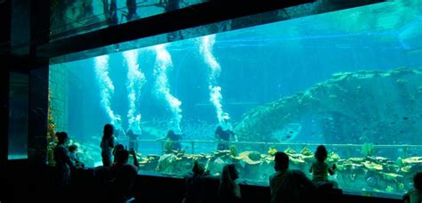 Plan To Visit The Top 3 Aquariums In Orlando Fl Revolution Off Road