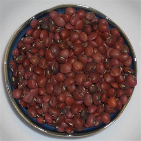Red Ripper Pea Seed Southern Peas Field Cowpea Garden Seeds Etsy