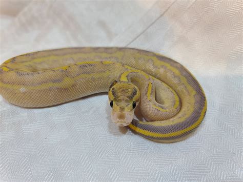 Leopard Ivory Ball Python By Cands Reptiles Morphmarket