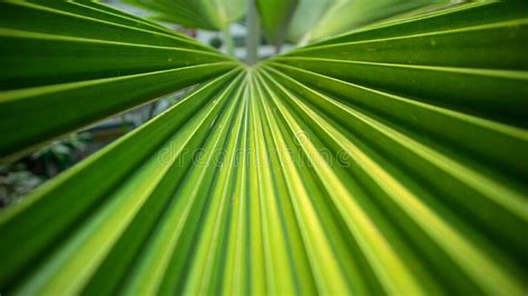 Fan Palm Leaves Are Green Stock Photo Image Of Leaf 264823810