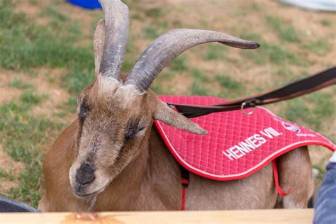 At the official season opening on 4th augst 2019, hennes ix was presented to the fc fans for the first time. Florian Junge signiert eine Hennes VIII Figur mit ...