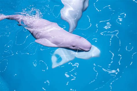 Energetic Beluga Whale Calf Born At Shedd Aquarium Zooborns