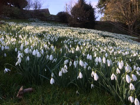 Our Field Of Snowdrops In The Late Afternoon Sunshine At Aberyscir