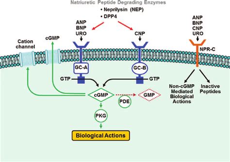 Simplified Schematic Of The Natriuretic Peptide System Nps Atrial Np
