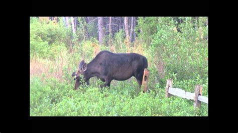 Moose In My Yard Youtube