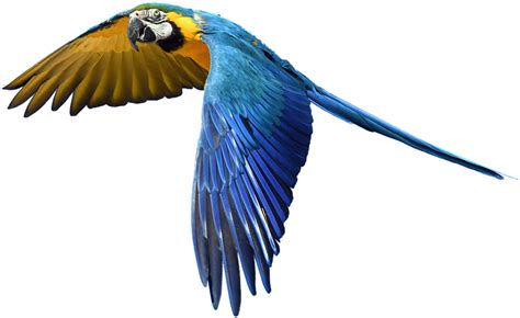 Free Photo Fly Flight Colorful Isolated Parrot Flying Bird Royalty