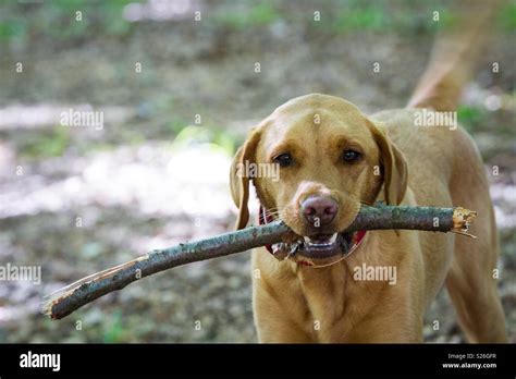 Dog Stick Mouth Stick Hi Res Stock Photography And Images Alamy