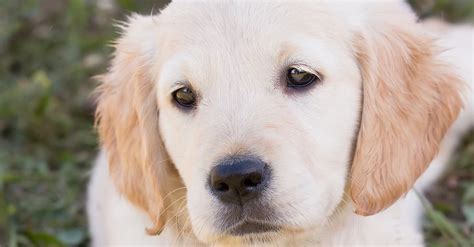 9 Reasons Why Your Puppy Is Crying And How To Get Them To Stop