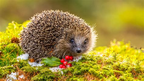 Maybe you would like to learn more about one of these? So kommen Igel am besten über den Winter | The Weather ...