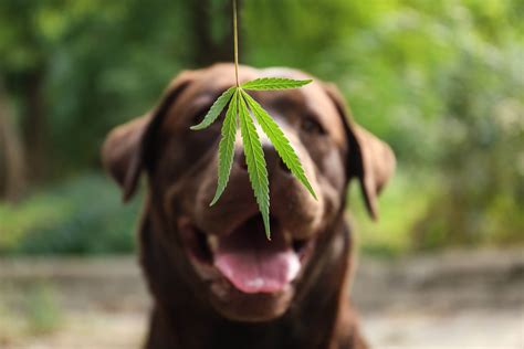 Cbd For Dogs Get The Facts On Cbd For Your Furry Friend Tractive