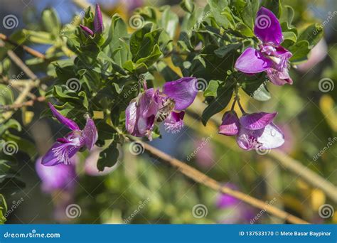 Close Up Of Four Sweet Pea Shrub Petite Butterfly Flowers Stock Photo