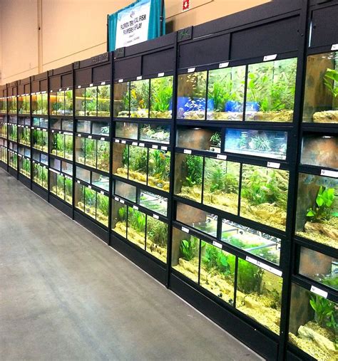 Commercial Freshwater Fish Display Racks Thrive Aquarium Shop