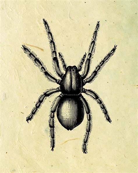 Printable Vintage Spider Print Scary Victorian Wall Art Etsy Uk