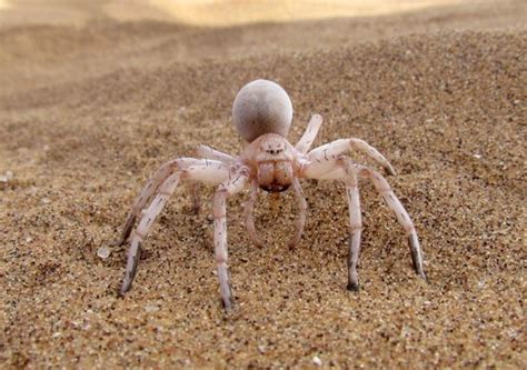 Now there are many spider types in the world. Foto de Living Desert Adventures, Swakopmund: The White ...